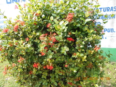 Ixora coccinea