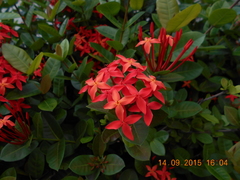 Ixora coccinea