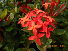 Ixora coccinea