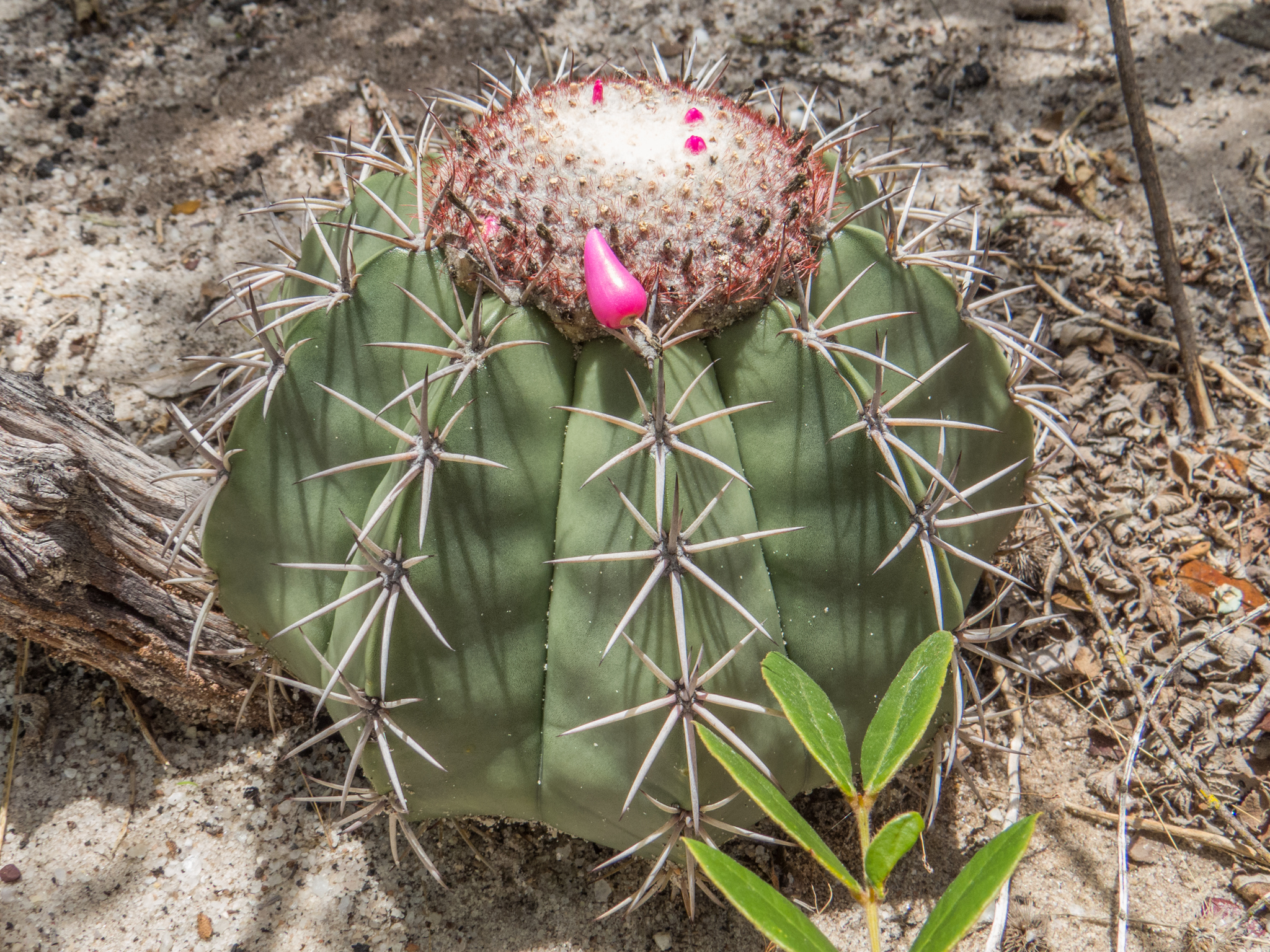 Melocactus concinnus