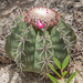 Melocactus concinnus - Photo (c) André Menegotto, some rights reserved (CC BY-NC), uploaded by André Menegotto