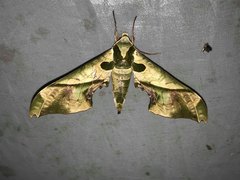 Adhemarius dariensis