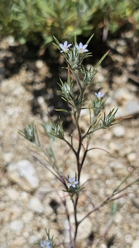 Image of Tracy's Eriastrum (Eriastrum tracyi) by (c) Chris Winchell, some rights reserved (CC BY)
