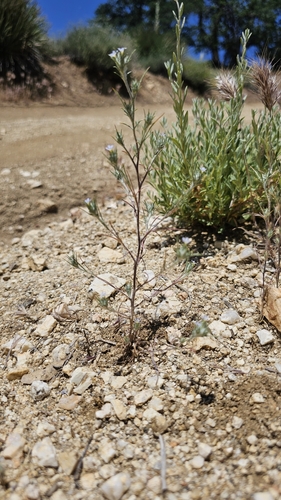 Image of Eriastrum tracyi by (c) Chris Winchell, some rights reserved (CC BY)