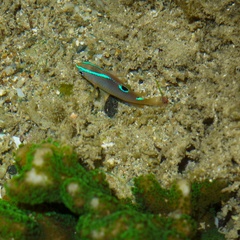 Chrysiptera unimaculata