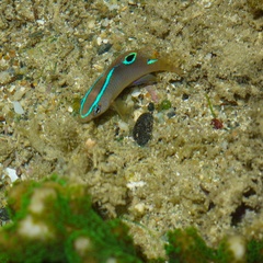 Chrysiptera unimaculata