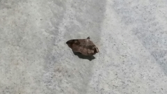 Phalaenostola larentioides