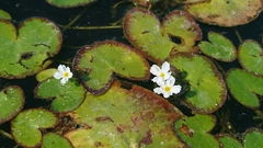 Nymphoides hydrophylla