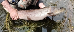 Danube Salmon photo 3