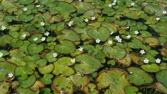 Nymphoides hydrophylla