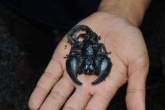 Heterometrus laoticus