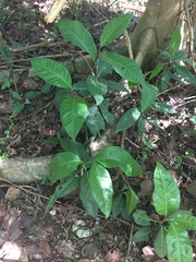 Coccoloba diversifolia