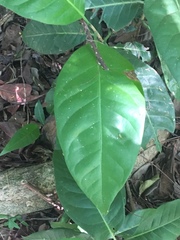 Coccoloba diversifolia