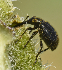 Haplorhynchites aeneus