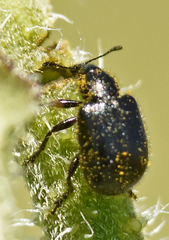 Haplorhynchites aeneus