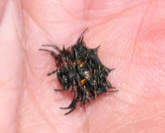 Isoxya tabulata