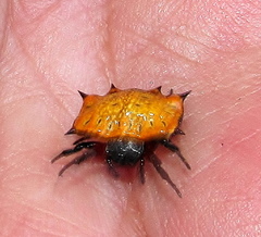 Isoxya tabulata
