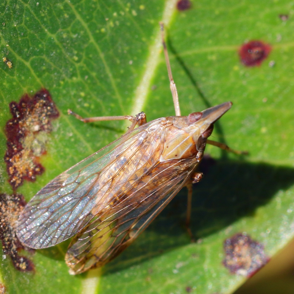 Philotheria conviva