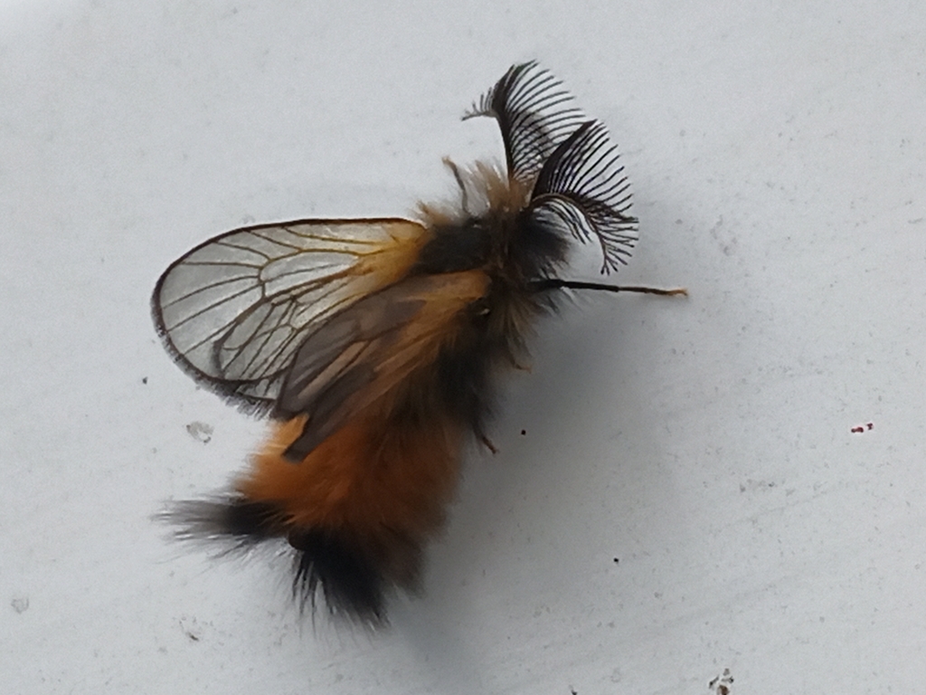 Ptilocephala monteiroi