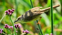 Prinia subflava pondoensis