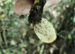 Lentinellus castoreus image