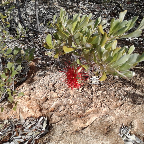 Cape Range Grevillea (Grevillea variifolia)