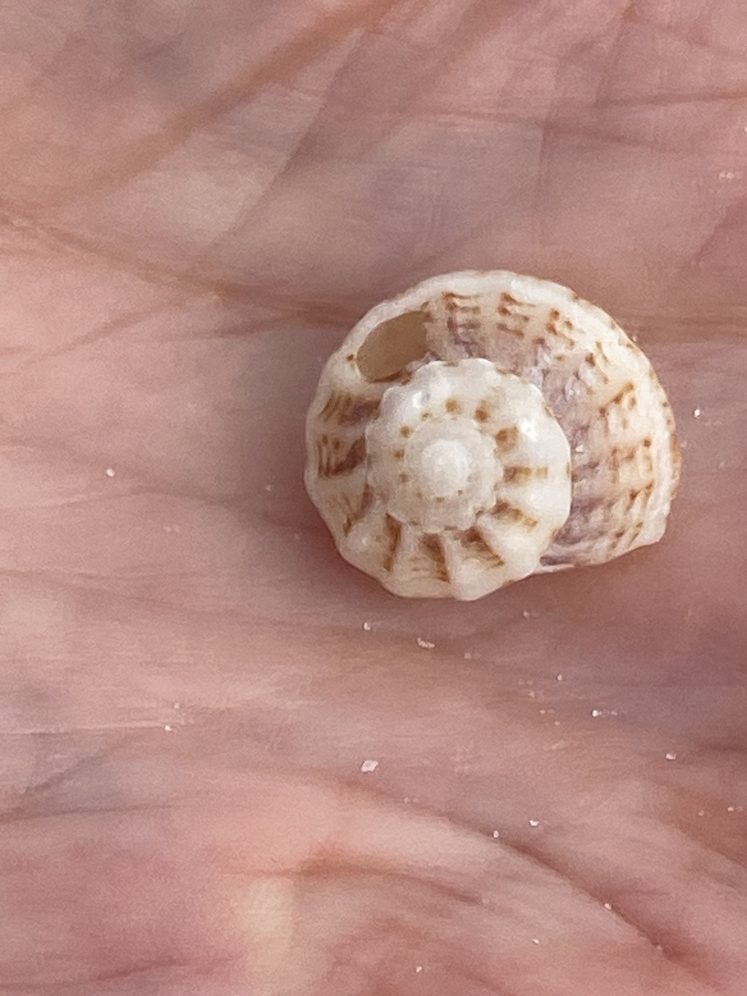 Modulus modulus (Linnaeus, 1758)