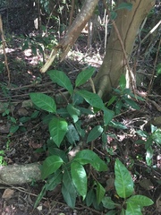 Coccoloba diversifolia