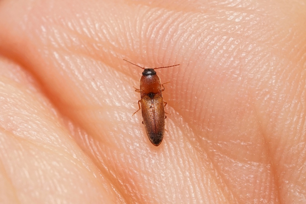 Peripontius terminatus