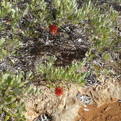 Grevillea variifolia