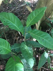 Coccoloba diversifolia