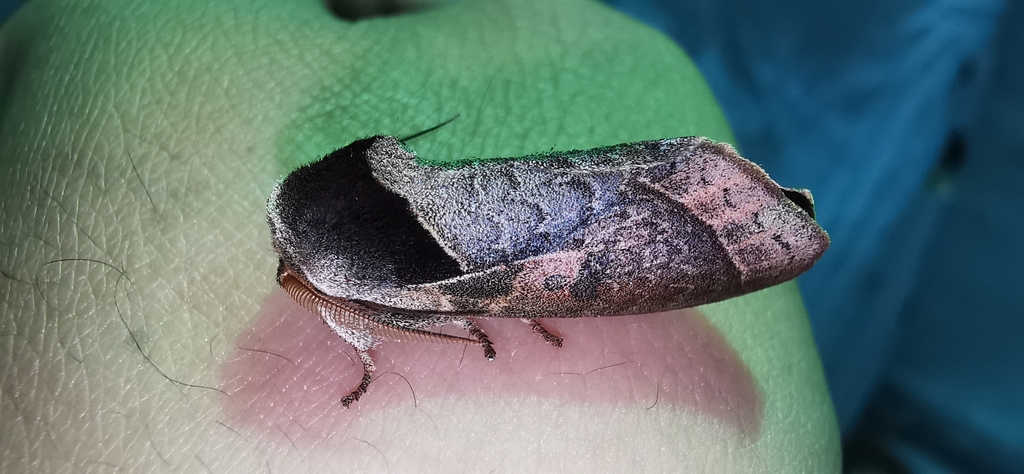 Uropyia basimacula
