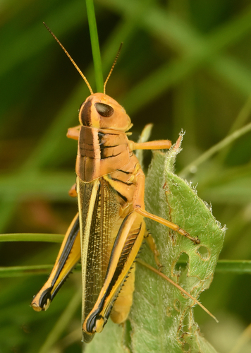 Two-striped Grasshopper, photo 8 of 9