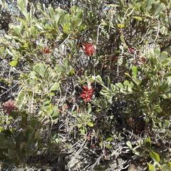 Grevillea variifolia