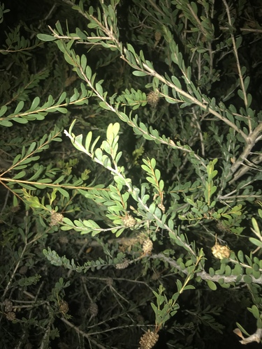 Melaleuca nesophila