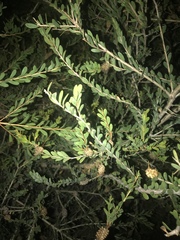 Melaleuca nesophila