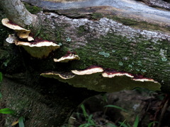 Earliella