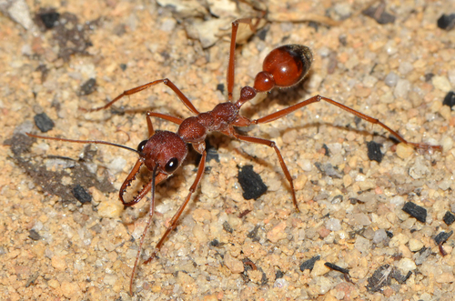 Myrmecia nigriscapa Roger, 1861