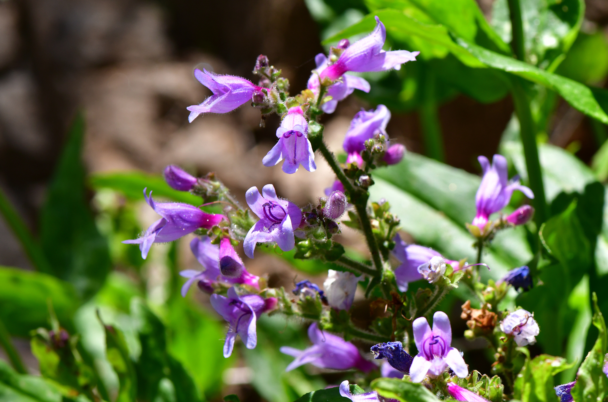 Penstemon rattanii