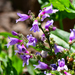 Rattan's Beardtongue - Photo (c) Christian Schwarz, some rights reserved (CC BY-NC), uploaded by Christian Schwarz