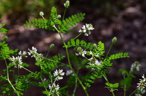 Humboldt County milkvetch (Astragalus agnicidus)