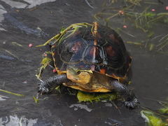 Cuora flavomarginata