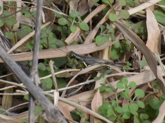Melanoplus femurrubrum