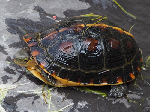 Cuora flavomarginata