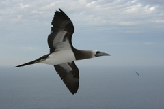 Sula leucogaster brewsteri