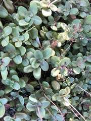 Crassula multicava
