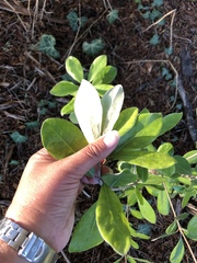 Pittosporum crassifolium