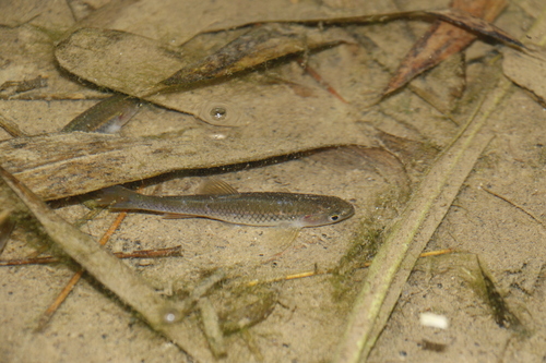 Taiwan minnow (Pararasbora moltrechti) — Cyprinidae — 4