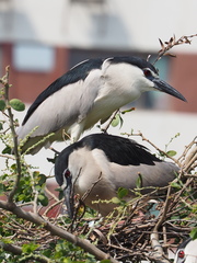 Nycticorax nycticorax