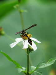 Phimenes flavopictus formosanus